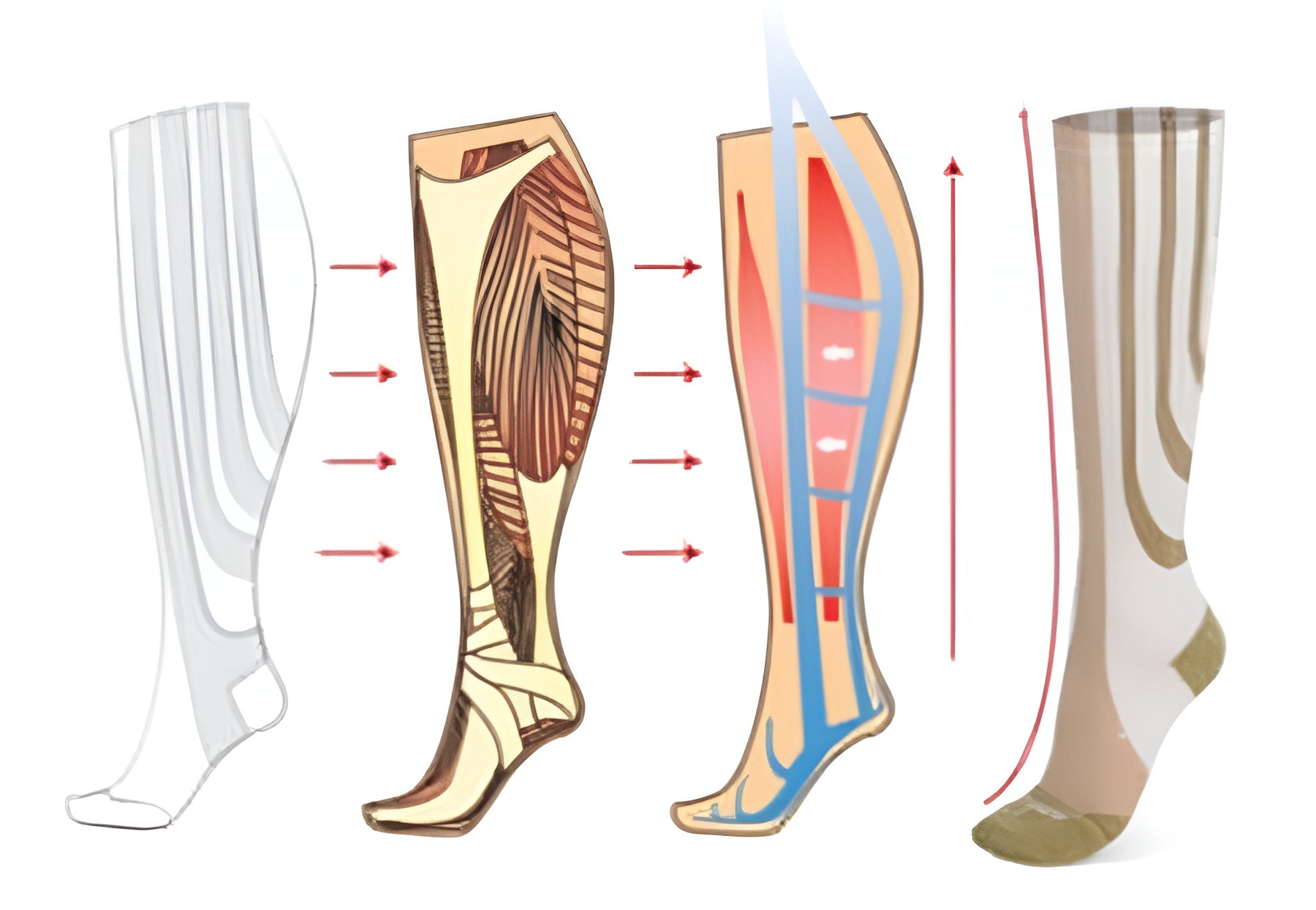 Anatomically Targeted Compression